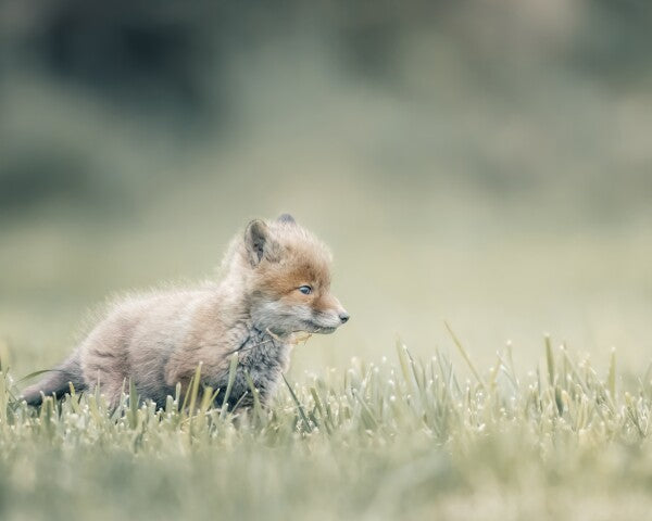 Print "First Steps"