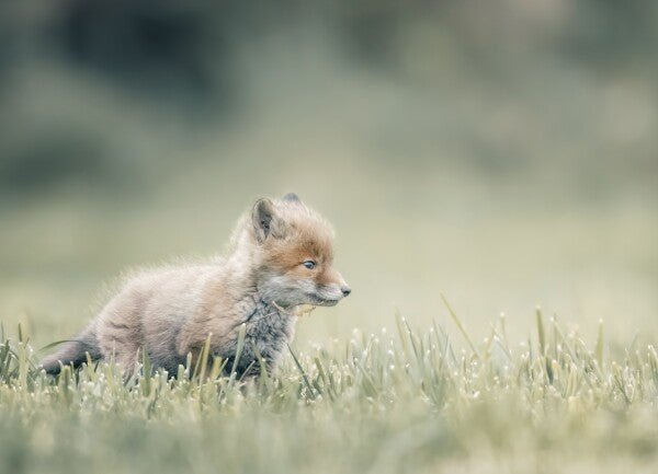 Print "First Steps"