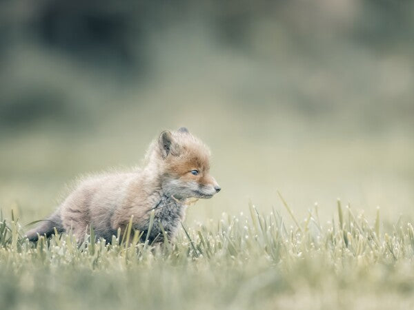 Print "First Steps"