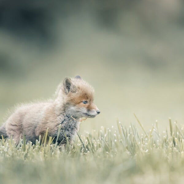 Print "First Steps"