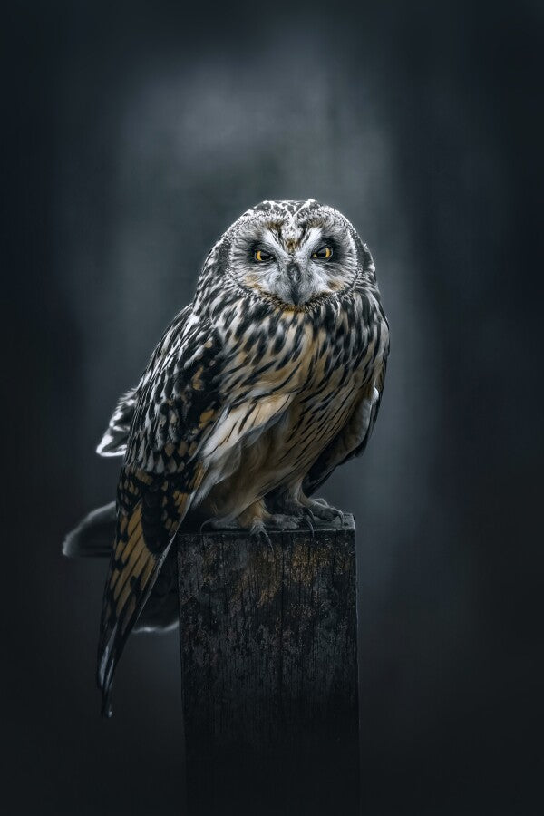 Print "The Watcher"