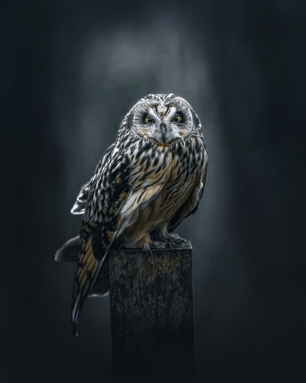 Print "The Watcher"