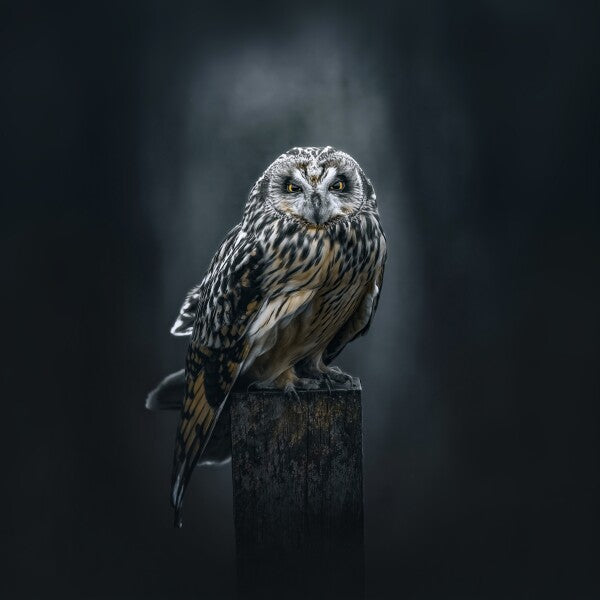 Print "The Watcher"