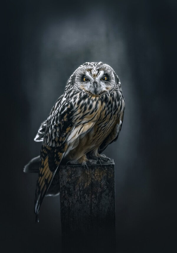 Print "The Watcher"