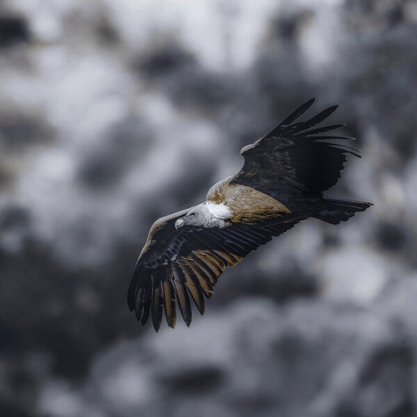 Print "Wild Horizon"