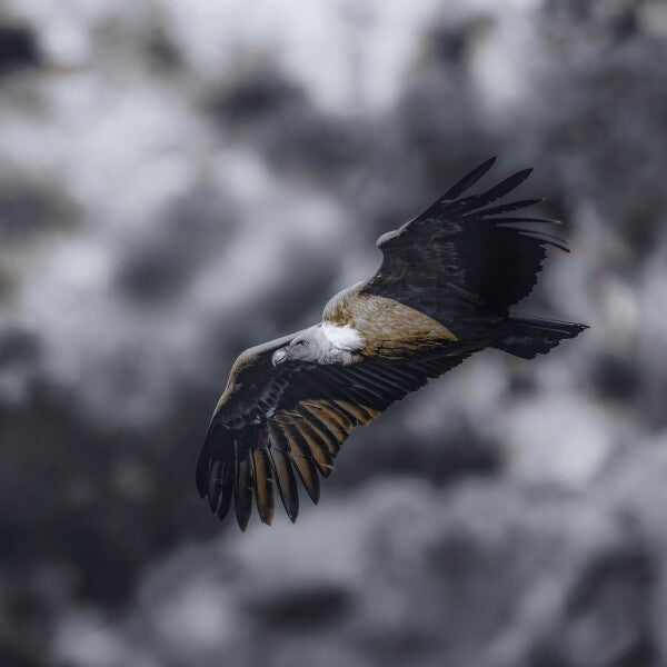 Print "Wild Horizon"