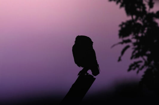 Print "Into the Twilight"