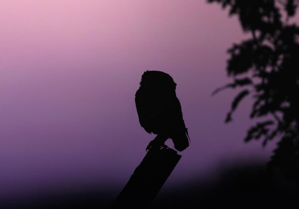 Print "Into the Twilight"