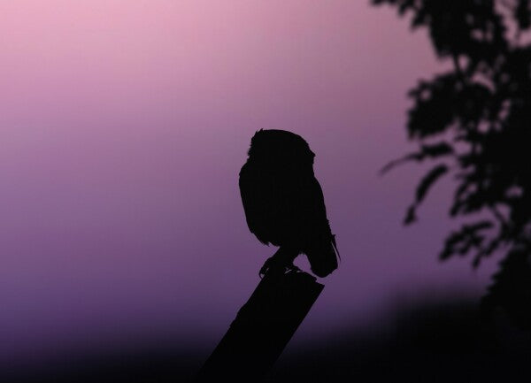 Print "Into the Twilight"