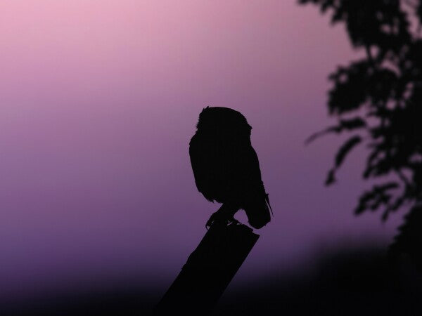 Print "Into the Twilight"