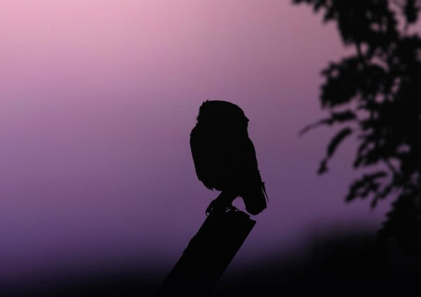 Print "Into the Twilight"