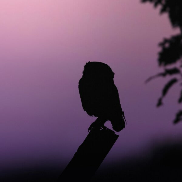 Print "Into the Twilight"