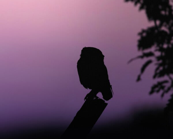 Print "Into the Twilight"