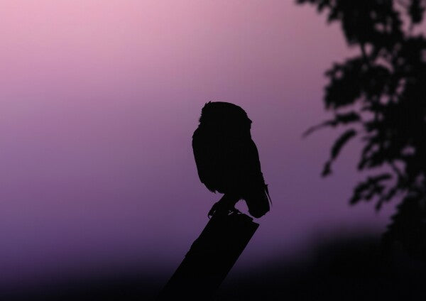 Print "Into the Twilight"