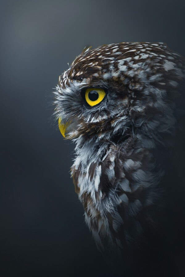 Print "Golden Gaze"