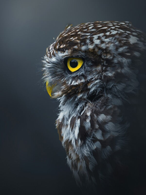 Print "Golden Gaze"