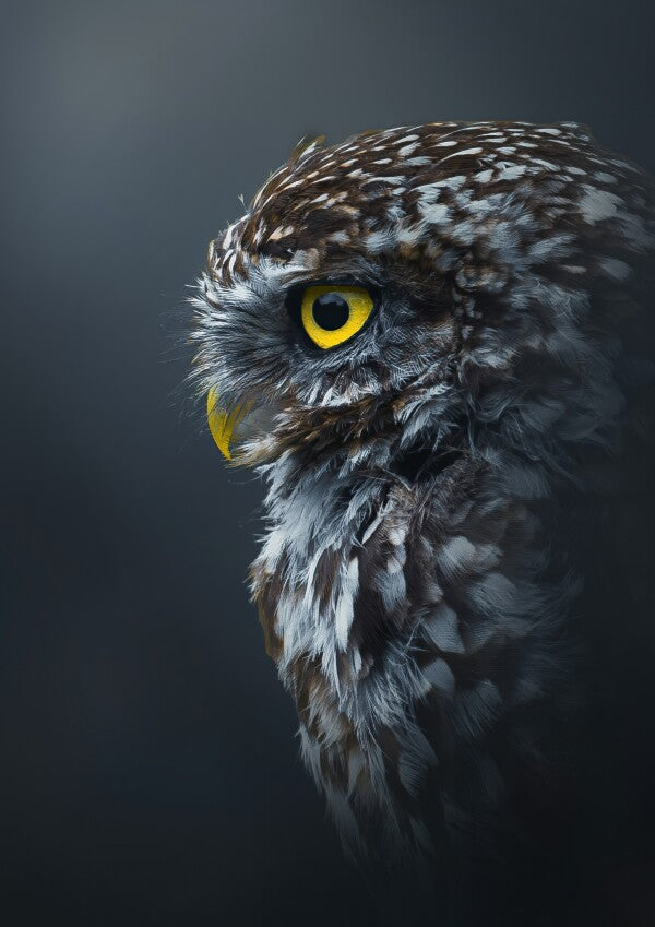 Print "Golden Gaze"
