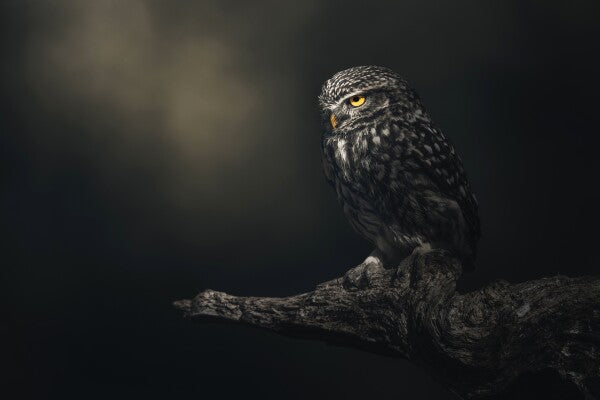 Print "Eyes in darkness"