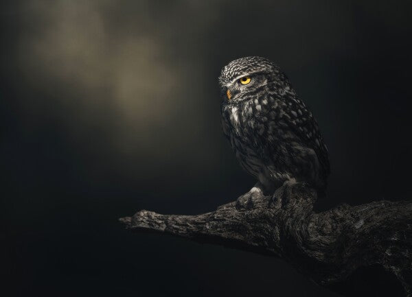 Print "Eyes in darkness"