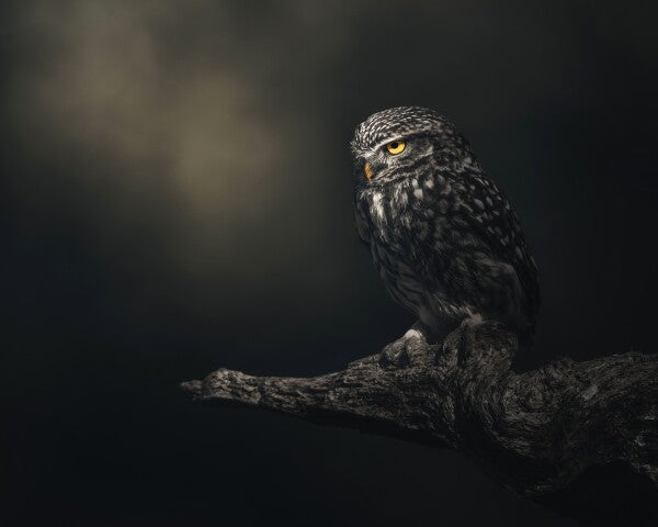 Print "Eyes in darkness"
