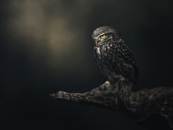 Print "Eyes in darkness"
