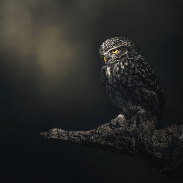 Print "Eyes in darkness"