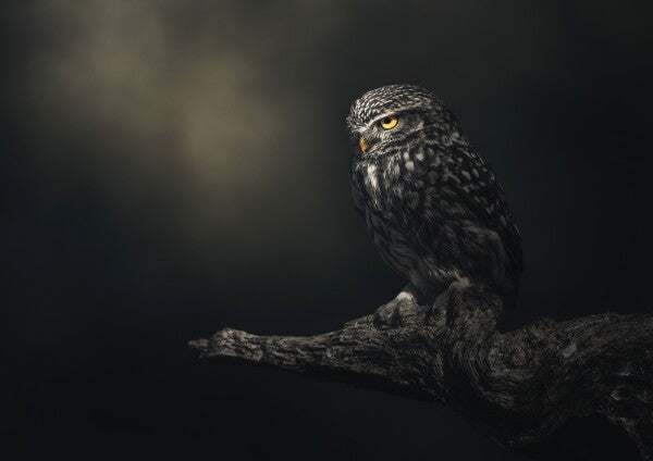 Print "Eyes in darkness"