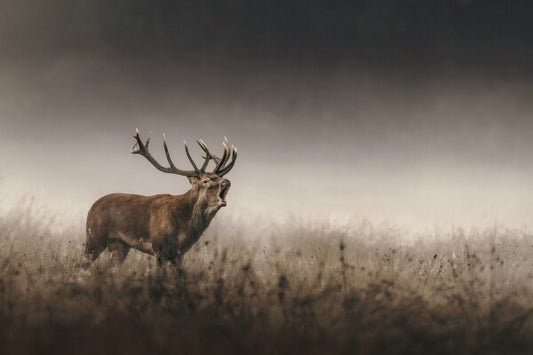 Print "Whispers of the Rut"