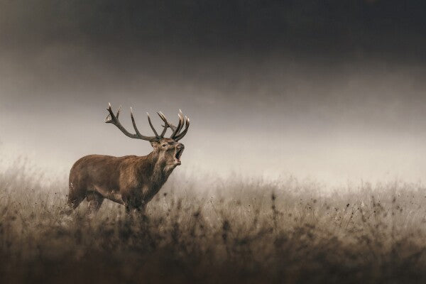 Print "Whispers of the Rut"