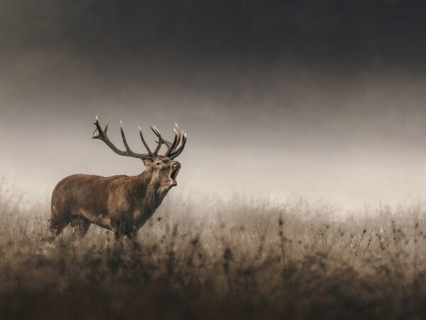 Print "Whispers of the Rut"