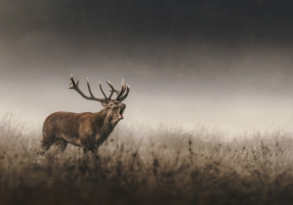 Print "Whispers of the Rut"