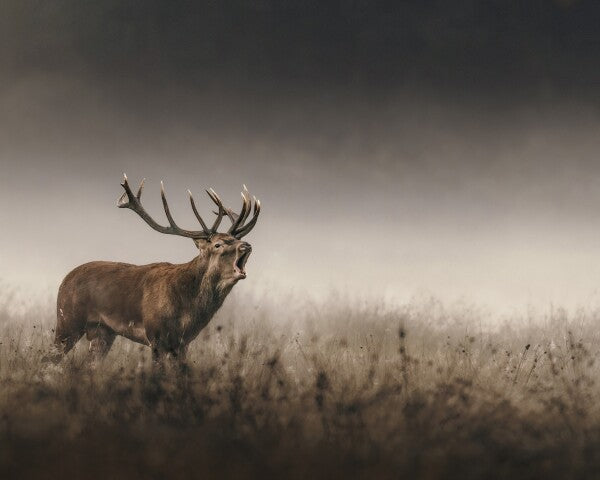 Print "Whispers of the Rut"