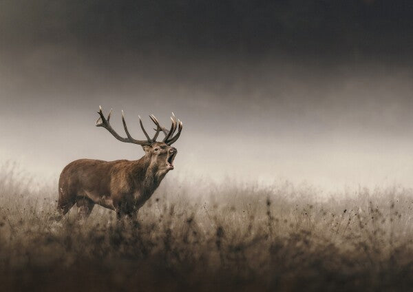 Print "Whispers of the Rut"