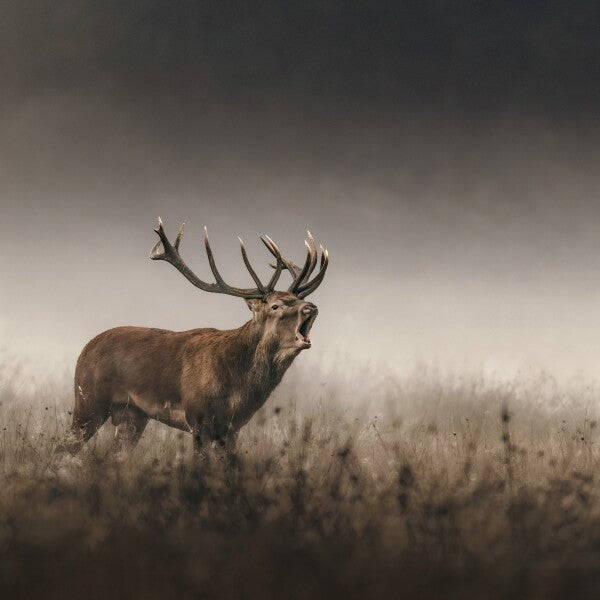 Print "Whispers of the Rut"