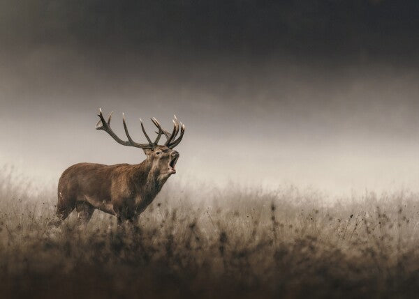 Print "Whispers of the Rut"