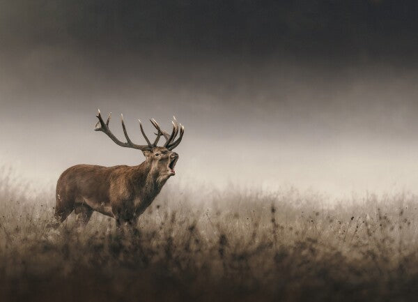 Print "Whispers of the Rut"