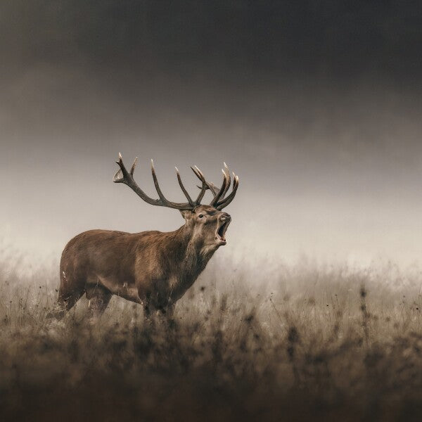 Print "Whispers of the Rut"