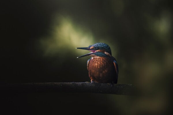 Print "First Flight"