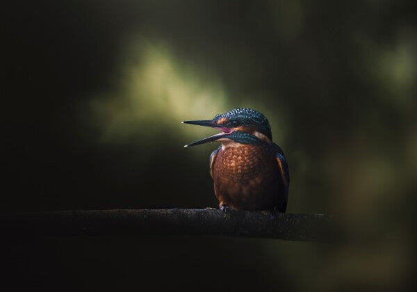 Print "First Flight"