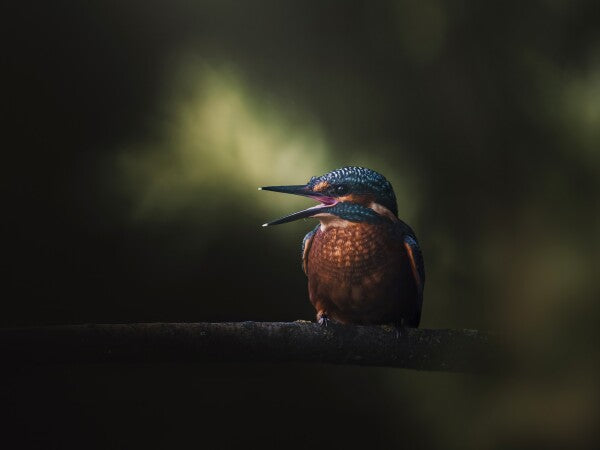 Print "First Flight"