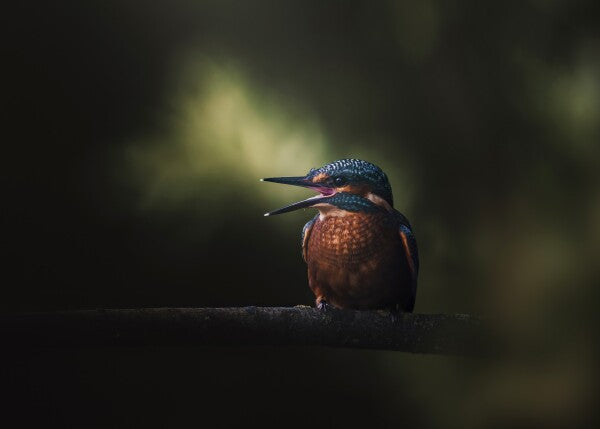 Print "First Flight"