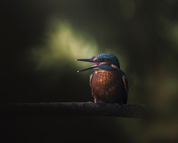 Print "First Flight"