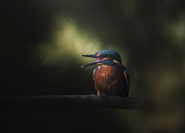 Print "First Flight"