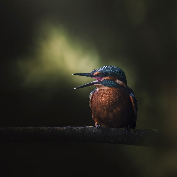 Print "First Flight"