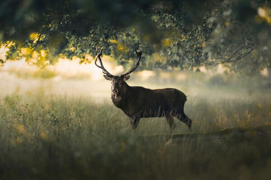 Print "Morning Light"