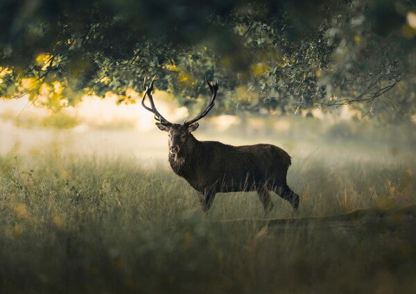 Print "Morning Light"