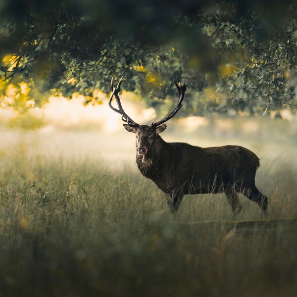 Print "Morning Light"