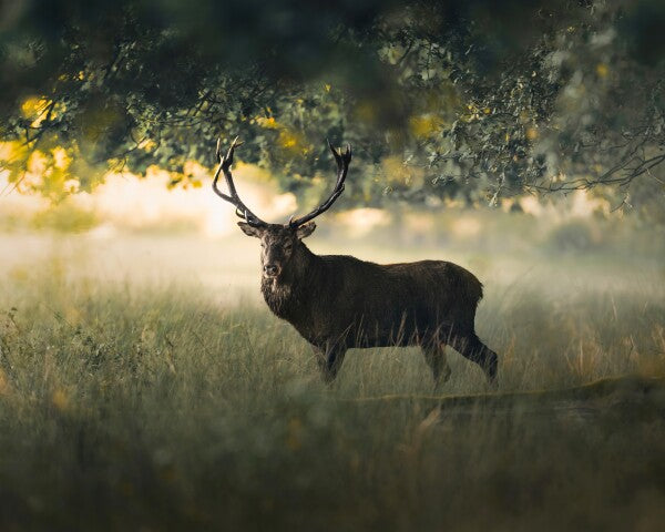 Print "Morning Light"