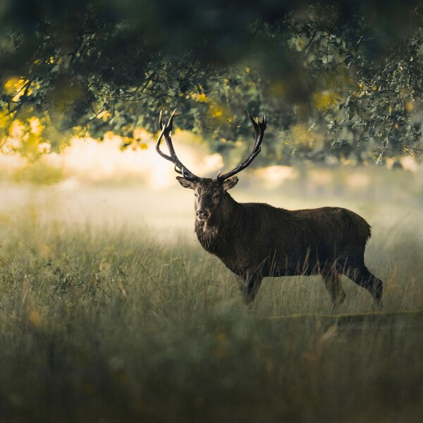 Print "Morning Light"