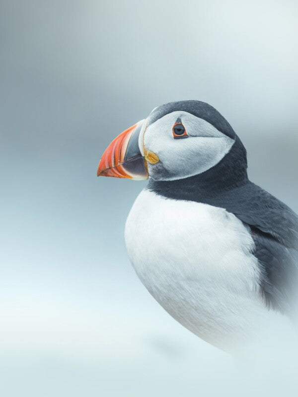 Print "Arctic Stillness"